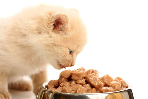 動物,犬,猫,しつけ,飼い方,育て方,病気,健康