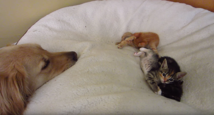 動物,犬,猫,しつけ,飼い方,育て方,病気,健康