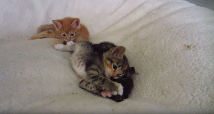 動物,犬,猫,しつけ,飼い方,育て方,病気,健康