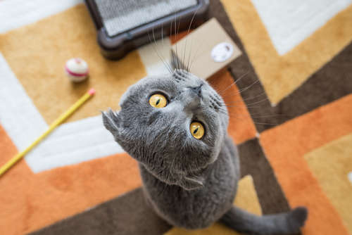 動物,犬,猫,しつけ,飼い方,育て方,病気,健康