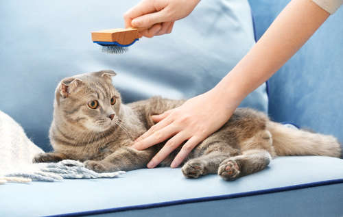 動物,犬,猫,しつけ,飼い方,育て方,病気,健康