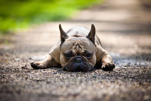 動物,犬,猫,しつけ,飼い方,育て方,病気,健康