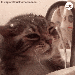 動物,犬,猫,しつけ,飼い方,育て方,病気,健康