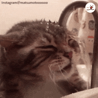 動物,犬,猫,しつけ,飼い方,育て方,病気,健康