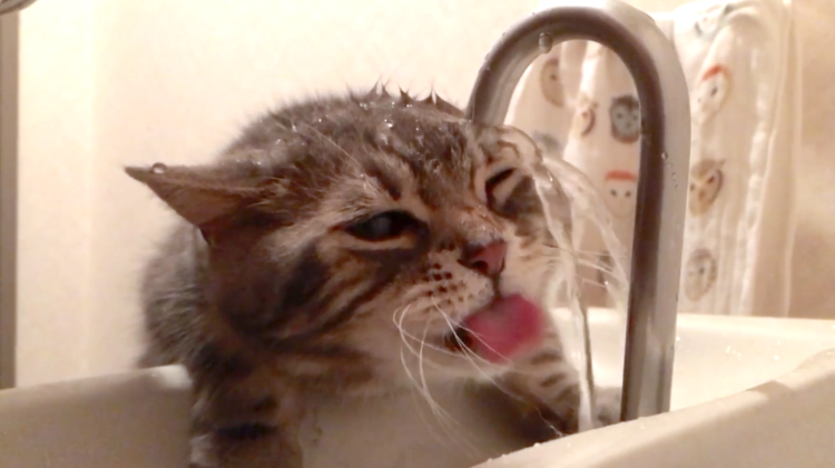 動物,犬,猫,しつけ,飼い方,育て方,病気,健康