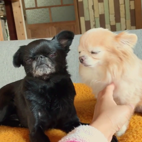 動物,犬,猫,しつけ,飼い方,育て方,病気,健康