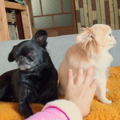 動物,犬,猫,しつけ,飼い方,育て方,病気,健康