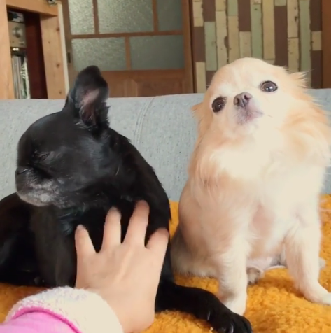 動物,犬,猫,しつけ,飼い方,育て方,病気,健康