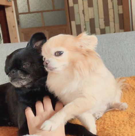 動物,犬,猫,しつけ,飼い方,育て方,病気,健康