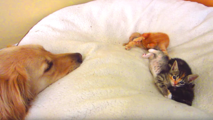 『ベッド貸してあげる♡』自分のベッドで戯れる保護子猫たちを、優しく見つめるワンコに… キュン♡