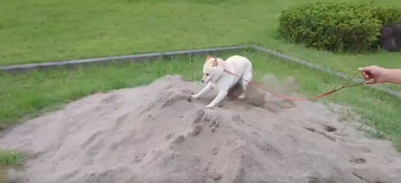 動物,犬,猫,しつけ,飼い方,育て方,病気,健康
