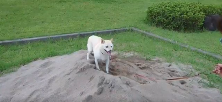 動物,犬,猫,しつけ,飼い方,育て方,病気,健康
