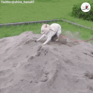 動物,犬,猫,しつけ,飼い方,育て方,病気,健康