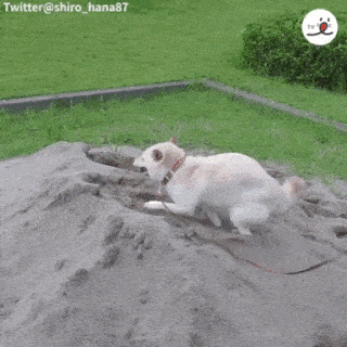 動物,犬,猫,しつけ,飼い方,育て方,病気,健康