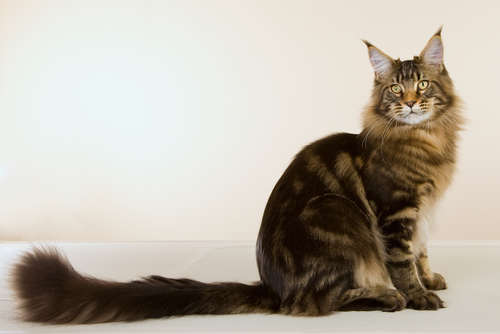動物,犬,猫,しつけ,飼い方,育て方,病気,健康