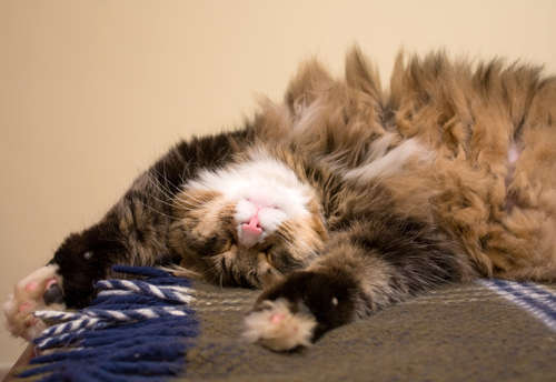 動物,犬,猫,しつけ,飼い方,育て方,病気,健康