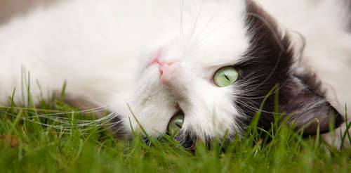動物,犬,猫,しつけ,飼い方,育て方,病気,健康