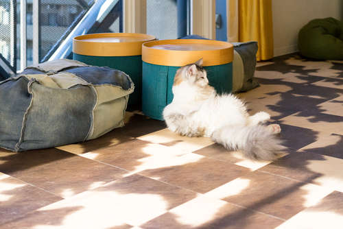 動物,犬,猫,しつけ,飼い方,育て方,病気,健康