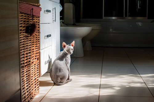 動物,犬,猫,しつけ,飼い方,育て方,病気,健康