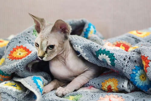 動物,犬,猫,しつけ,飼い方,育て方,病気,健康