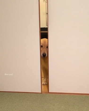 動物,犬,猫,しつけ,飼い方,育て方,病気,健康