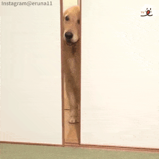 動物,犬,猫,しつけ,飼い方,育て方,病気,健康
