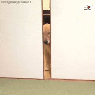 動物,犬,猫,しつけ,飼い方,育て方,病気,健康
