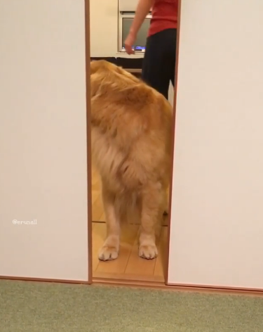 動物,犬,猫,しつけ,飼い方,育て方,病気,健康