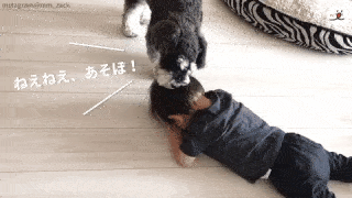 動物,犬,猫,しつけ,飼い方,育て方,病気,健康