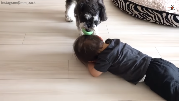 動物,犬,猫,しつけ,飼い方,育て方,病気,健康