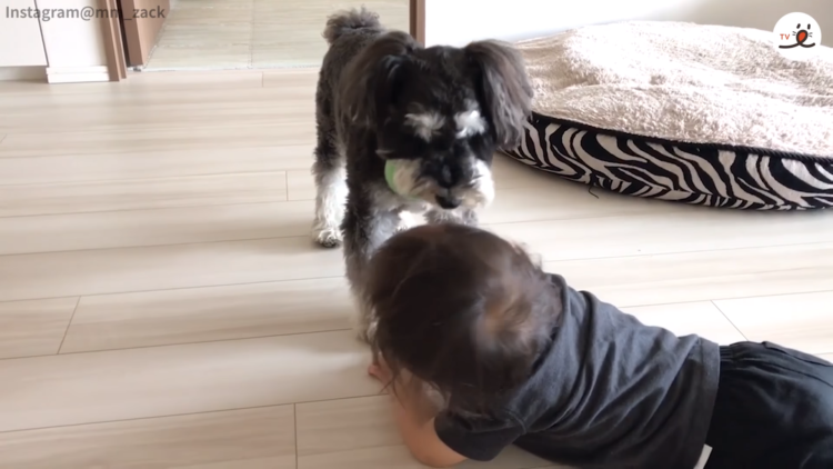 動物,犬,猫,しつけ,飼い方,育て方,病気,健康