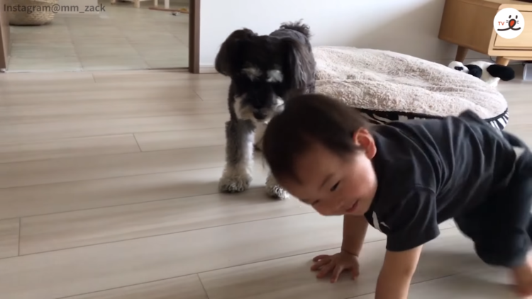 動物,犬,猫,しつけ,飼い方,育て方,病気,健康