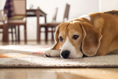 動物,犬,猫,しつけ,飼い方,育て方,病気,健康