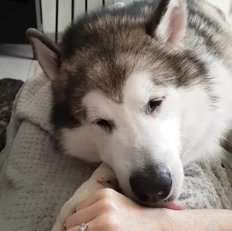 動物,犬,猫,しつけ,飼い方,育て方,病気,健康