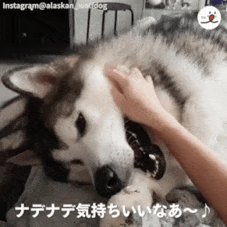 動物,犬,猫,しつけ,飼い方,育て方,病気,健康