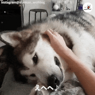動物,犬,猫,しつけ,飼い方,育て方,病気,健康