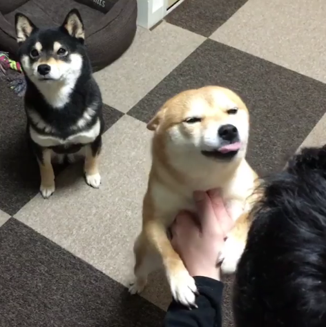 動物,犬,猫,しつけ,飼い方,育て方,病気,健康