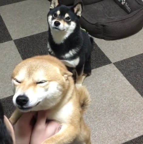 動物,犬,猫,しつけ,飼い方,育て方,病気,健康
