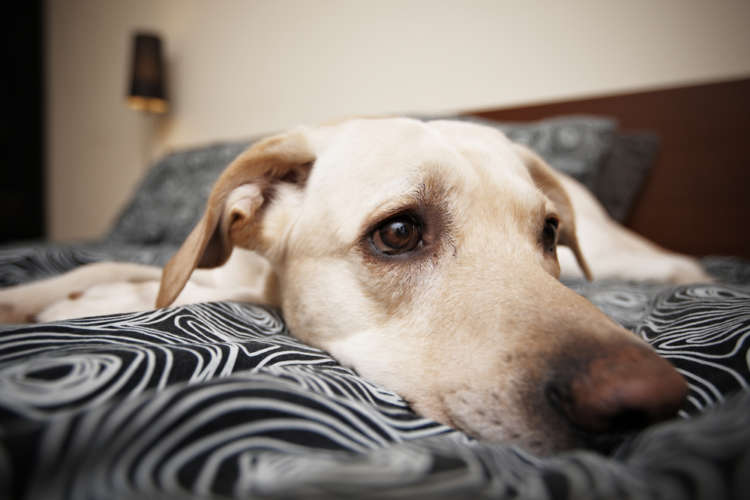 犬の急性膵炎 考えられる原因や症状、治療法と予防法