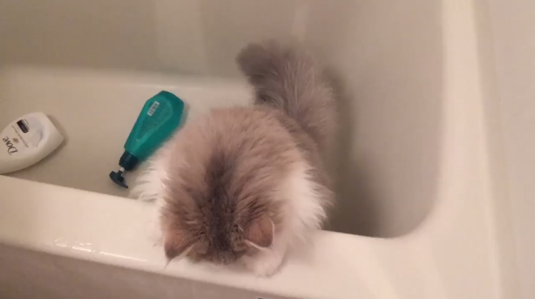 動物,犬,猫,しつけ,飼い方,育て方,病気,健康