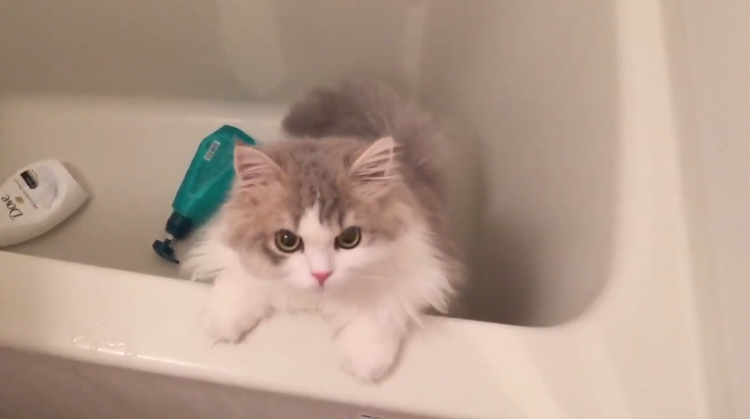 動物,犬,猫,しつけ,飼い方,育て方,病気,健康