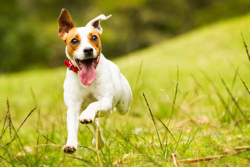 動物,犬,猫,しつけ,飼い方,育て方,病気,健康