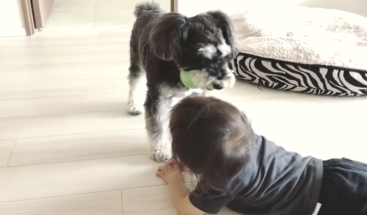 【遊ぼうよ!】遊び疲れちゃった男の子に、必死にアピールするワンコ。その『お誘い』が可愛すぎた…♡