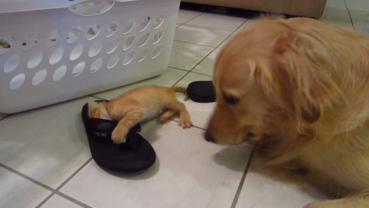 動物,犬,猫,しつけ,飼い方,育て方,病気,健康