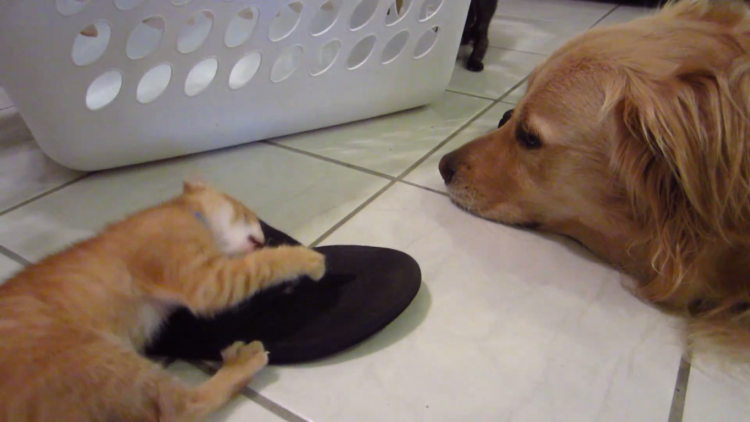 動物,犬,猫,しつけ,飼い方,育て方,病気,健康