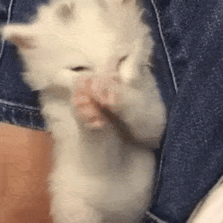 動物,犬,猫,しつけ,飼い方,育て方,病気,健康