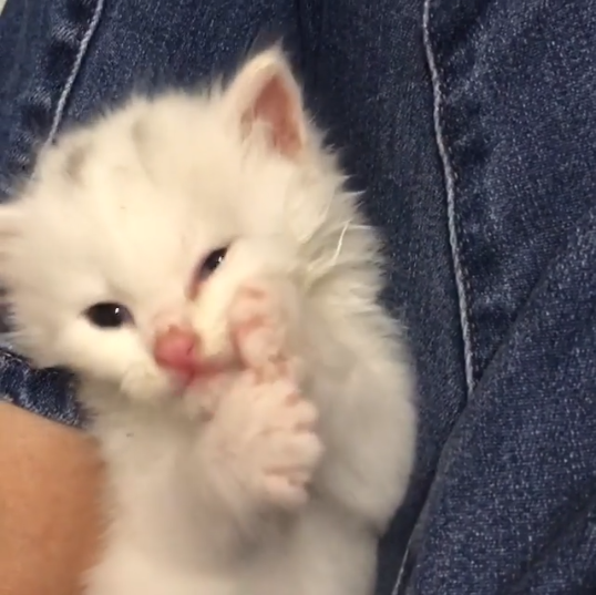 動物,犬,猫,しつけ,飼い方,育て方,病気,健康