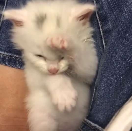 動物,犬,猫,しつけ,飼い方,育て方,病気,健康