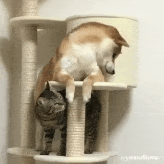 動物,犬,猫,しつけ,飼い方,育て方,病気,健康
