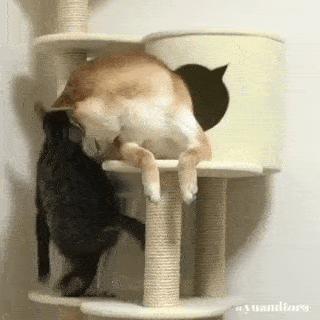 動物,犬,猫,しつけ,飼い方,育て方,病気,健康